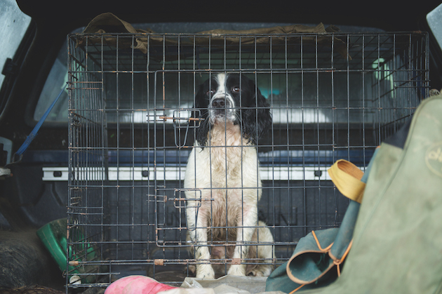 gundog in crate in car