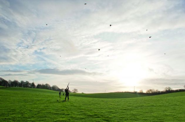 Flushed birds for gameshooting 