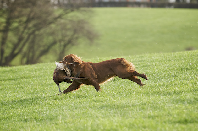 working spaniel 