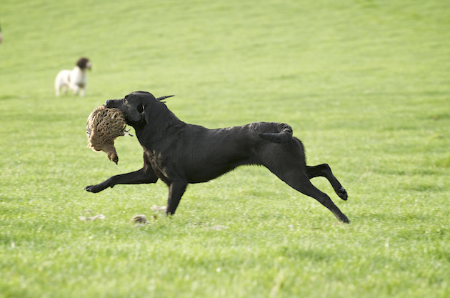 Labrador with game