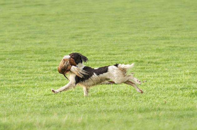 How can I improve my spaniels&#8217; picking-up skills?