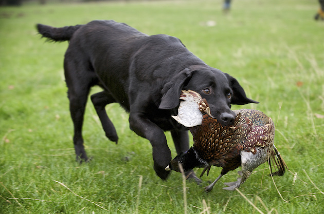 dog on its first day shooting