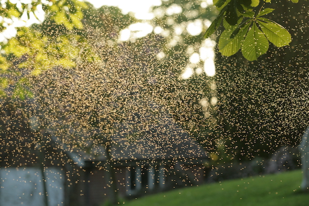 midges in swarm