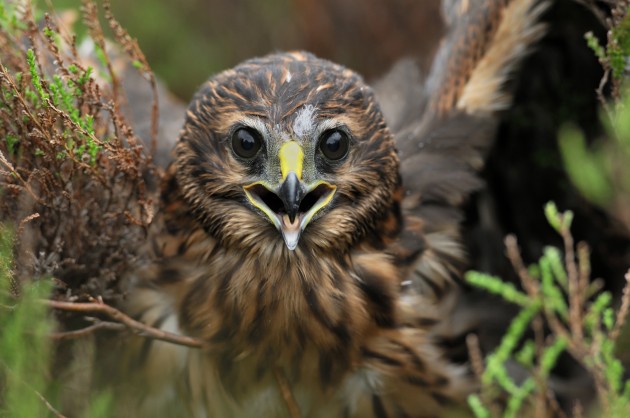 hen harrier