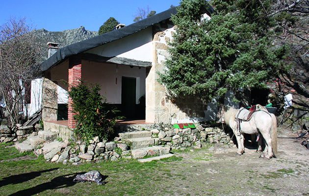 Ibex