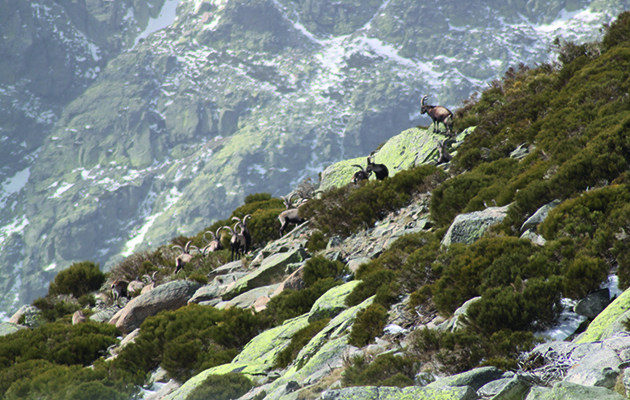 Ibex