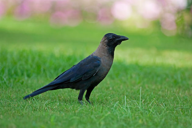 Indian house crow 