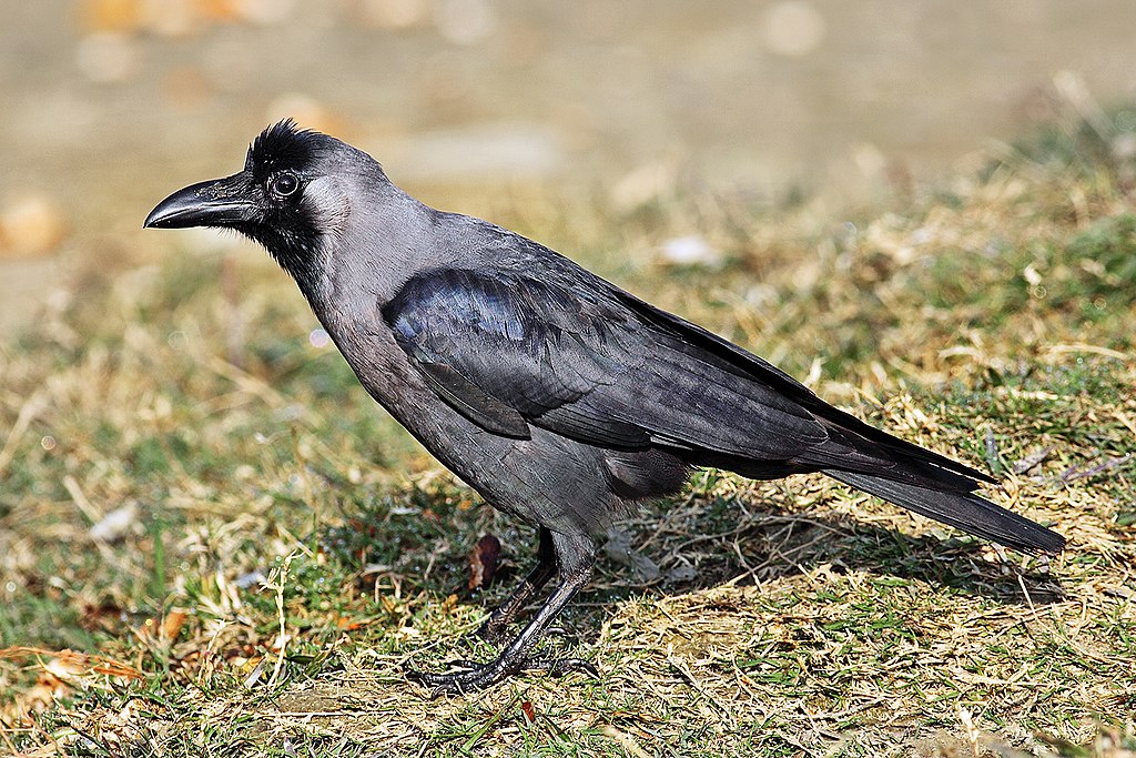 Indian House Crow