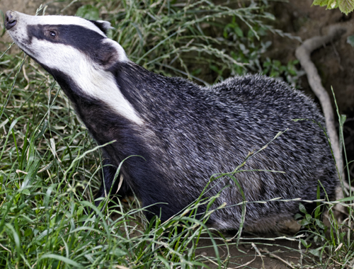 Badger in long grass