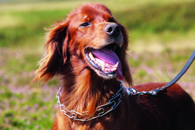 Irish setter