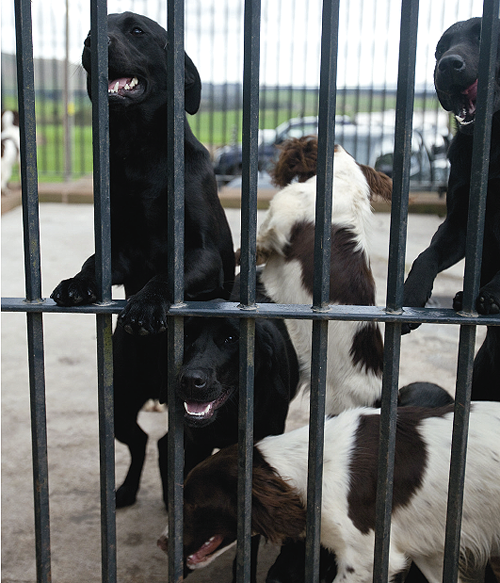 Is it advisable to train a young Labrador pup separately?