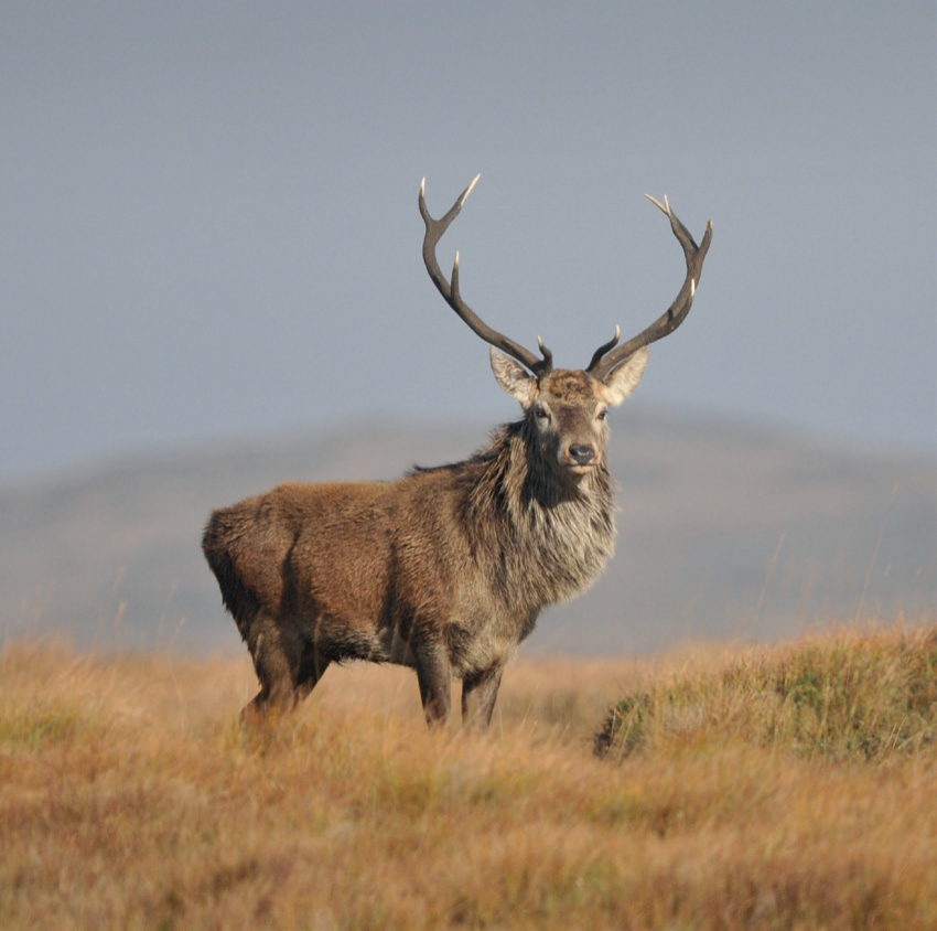 Islay and Jura children to feast on venison at school