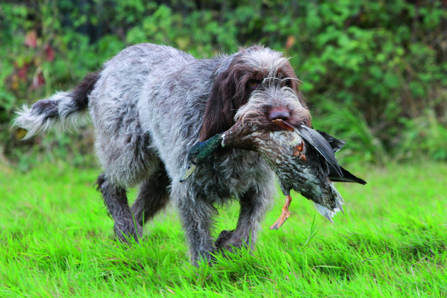 Italian spinone