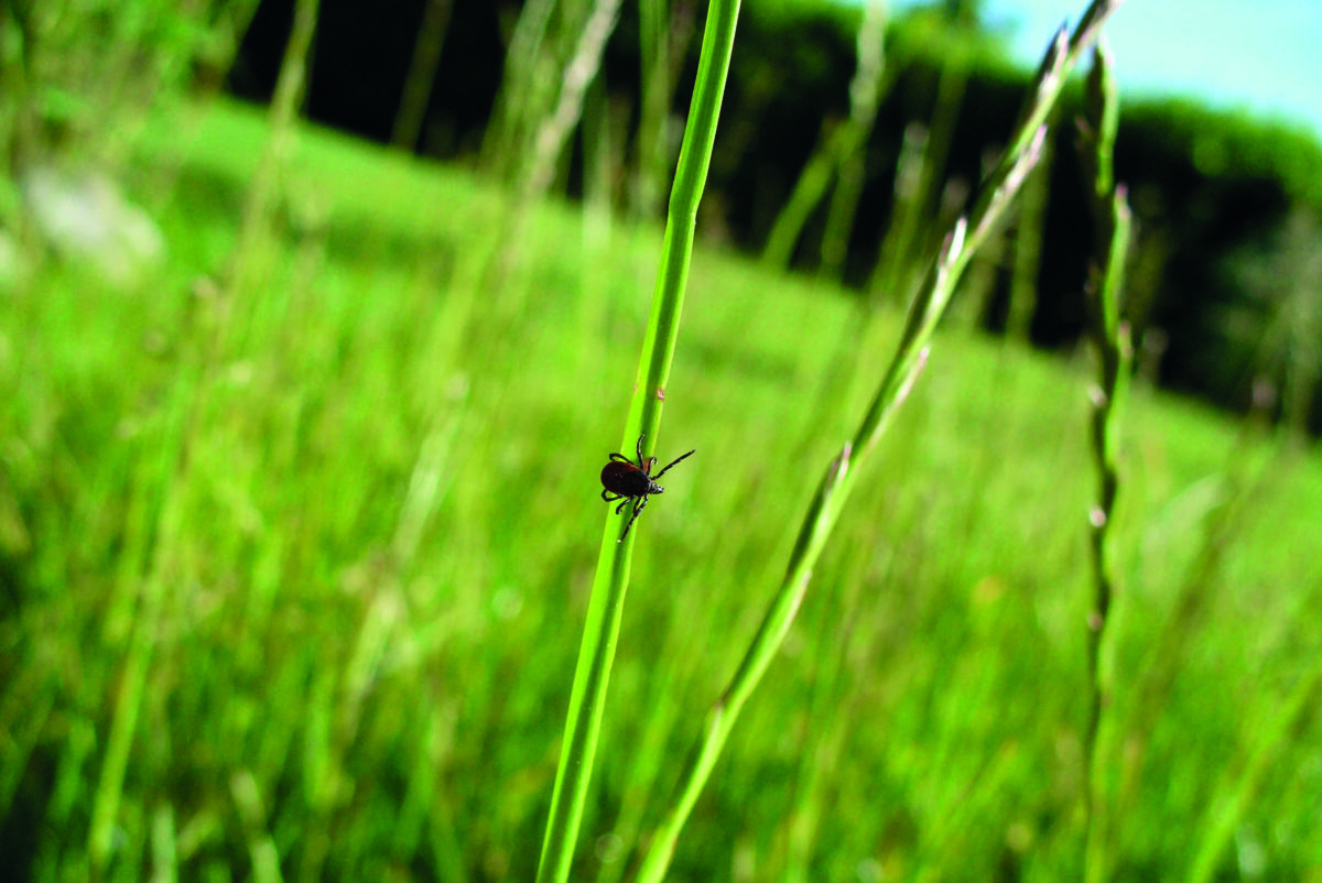 Breakthrough Pfizer Lyme vaccine delayed until 2026