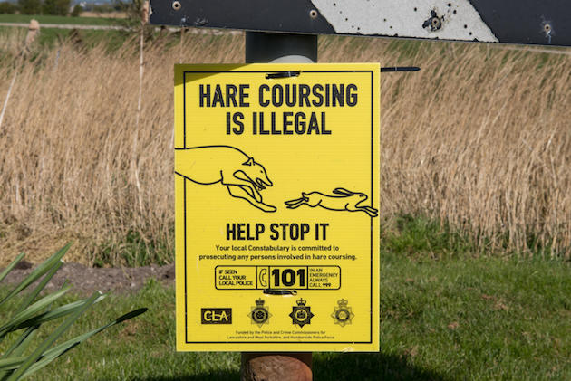 Just what is happening with hare coursing season?