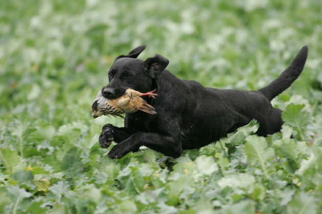 Labrador picking-up