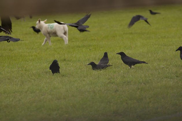 crows in field with lamb