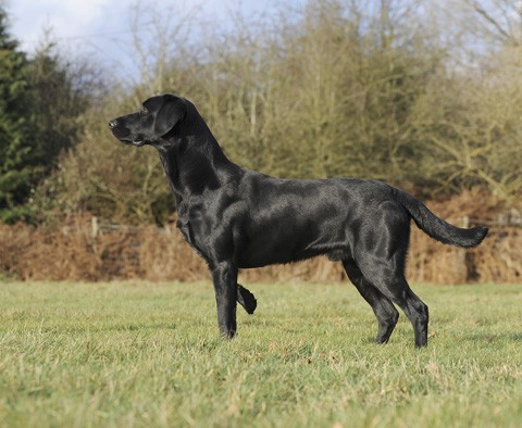 How can I help my traumatised gundog?