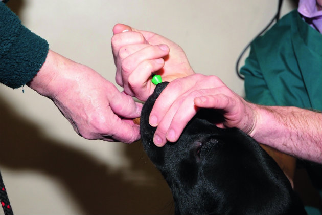 My dog hates having the kennel cough vaccine!