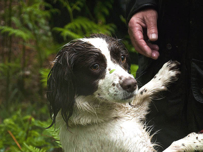 Prestigious international gundog test returns to Chatsworth