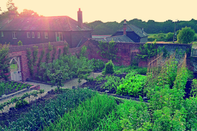 kitchen garden 