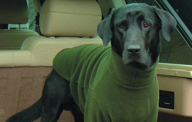 Keeping your dog safe from ticks and burrs