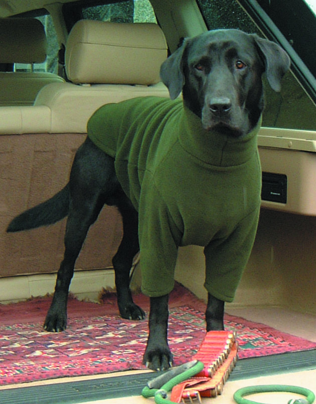 Lab in a fleece