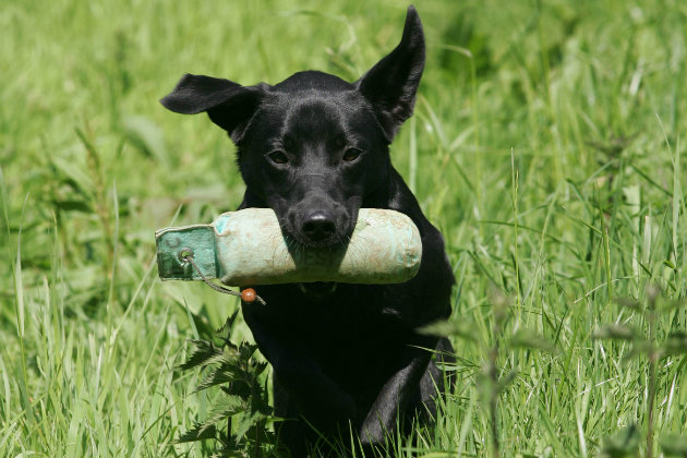 Puppy won’t deliver dummy