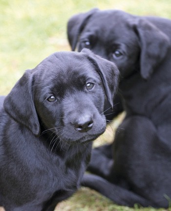 Why won&#8217;t my gundog behave?