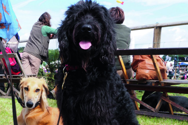 Labradoodle