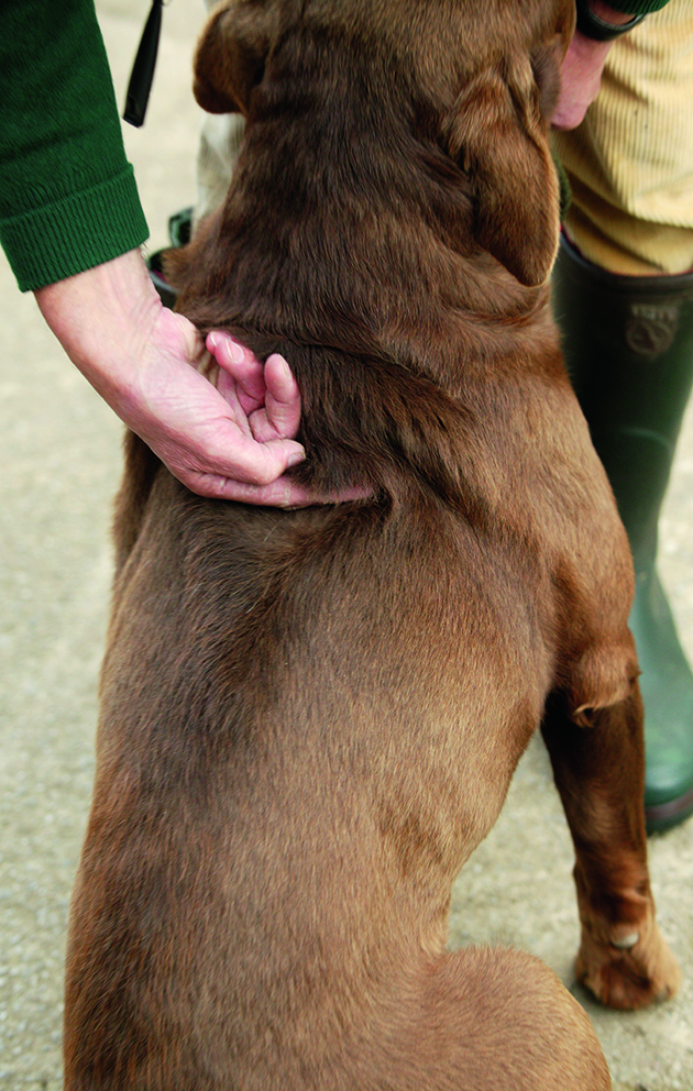 Labrador