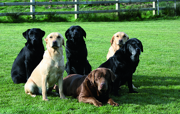 Labrador 