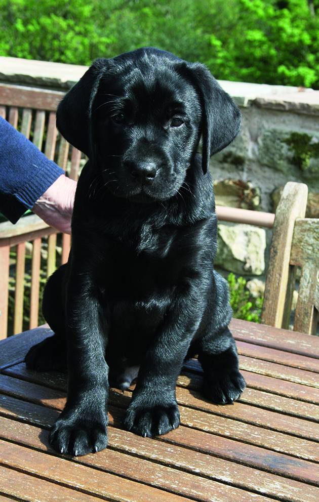 Labrador