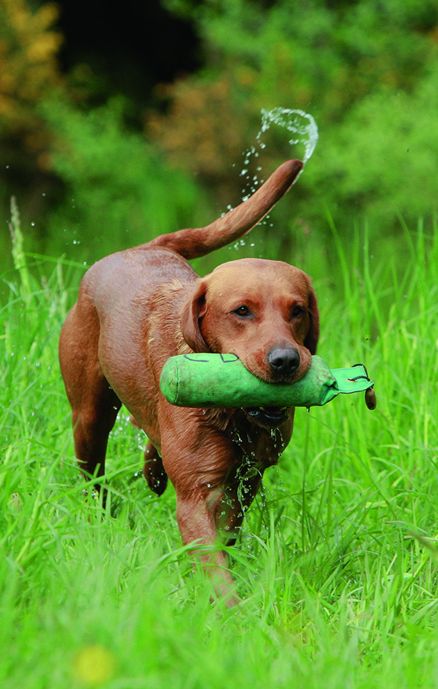 Labrador