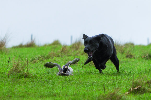 Black Labrador running after duck 