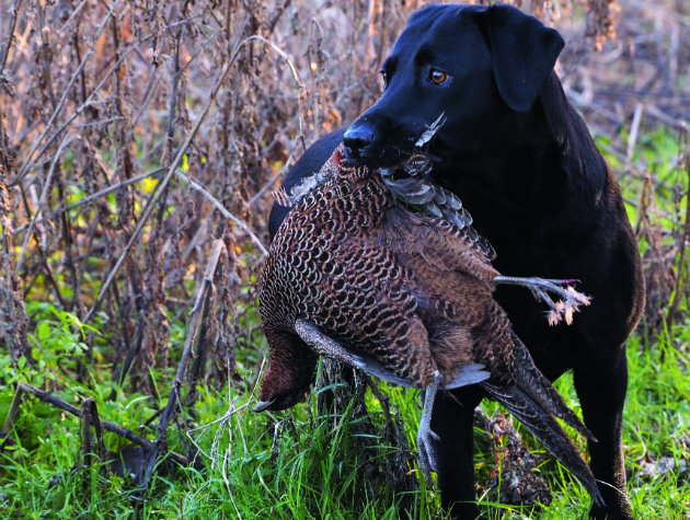 Black Labrador with pheasant 