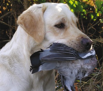 Why does my Labrador gundog not like feathers?