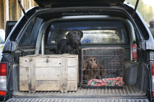 Dog in car crate 