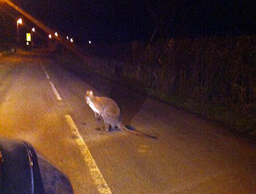Lancashire Police receive reports of wallaby sightings