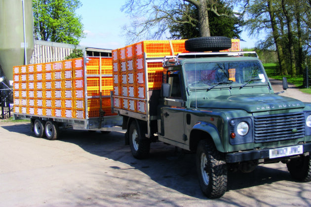 transporting pheasants 