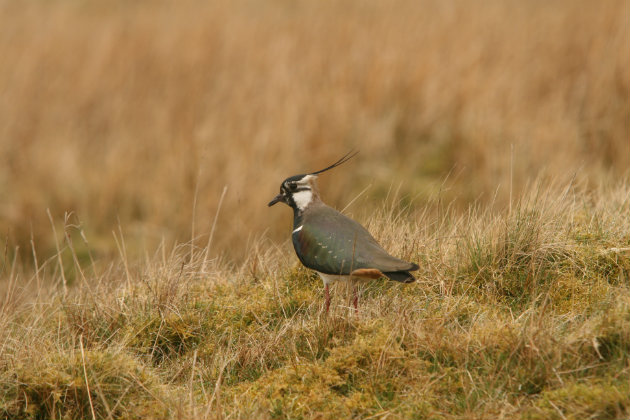 £100k for Humber wildlife