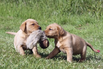 Will my bitch ever produce puppies?