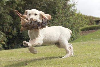 When should you move gundogs on to live game?