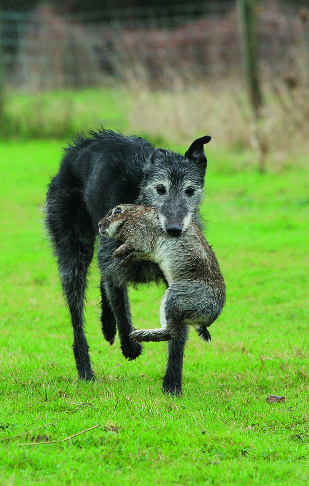 Lurcher