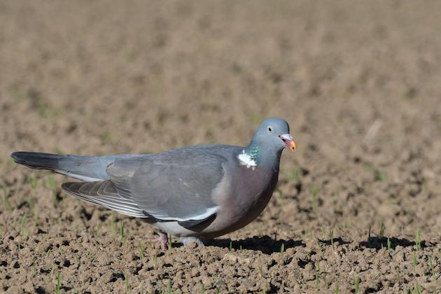 Spring drillings and pigeons