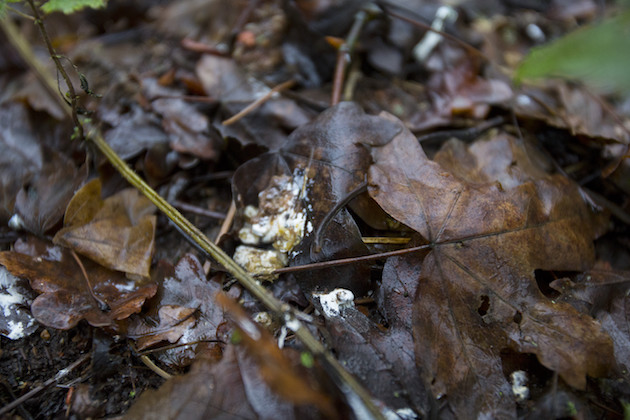 pigeon droppings 