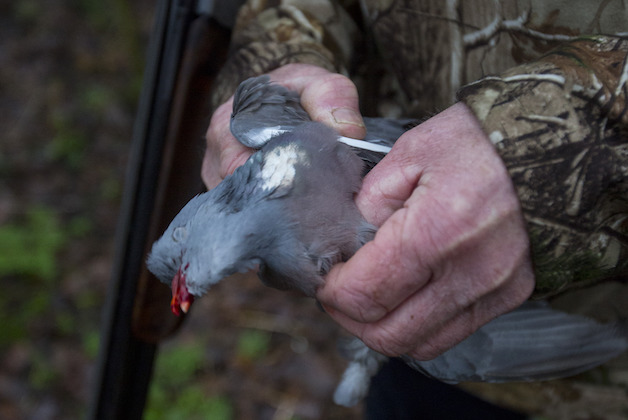 roost shooting pigeons