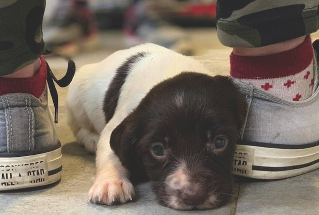 Drones suspected in springer puppy snatch