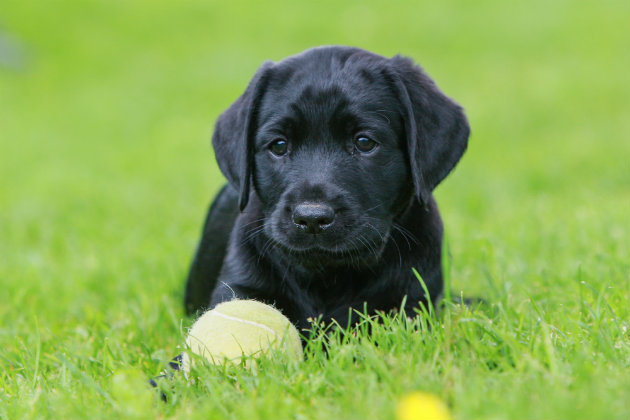 When your gundog won&#8217;t retrieve