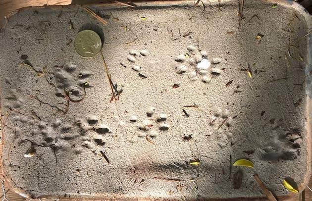 mink footprints 
